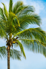 palm tree on the beach