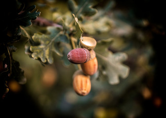 Żołędzie na dębie © Krzysztof