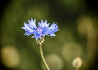 chaber na zielonym tle, bokeh