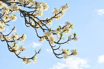 Plum tree in bloom. Plum blossom in early spring