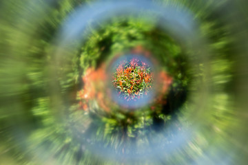 Blumen in einer etwas anderen Sicht