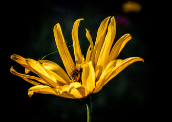 Kwiat słonecznika bulwiastego i pszczoła na czarnym tle
