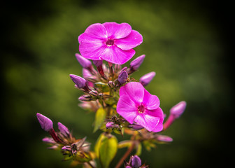 różowe kwiaty, bokeh © Krzysztof