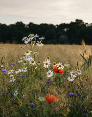 polne kwiaty na tle zboża © Krzysztof