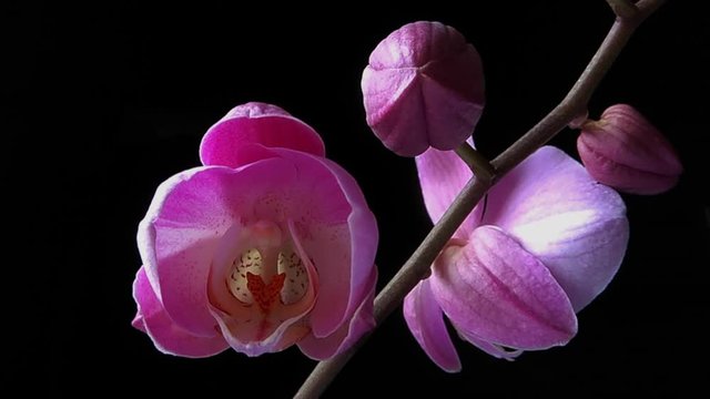 Pink Orchid Blooming timelapse video. Flower petals opening as the time is passing. Well lit, vibrant colours, black background, macro image