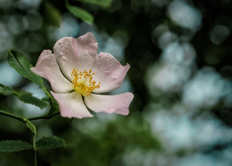 Kwiat dzikiej róży na tle błękitnego nieba, bokeh