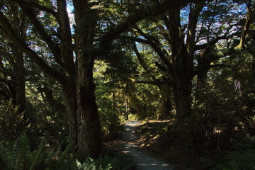 Big trees on Blue Pools Forest Walk in Otago on South Island of New Zealand
