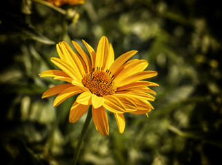 Kwiat słonecznika bulwiastego