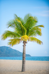 palm tree on the beach