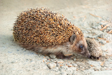 Two hedgehogs on forest road. Big and small hedgehog mom and baby on gray background. Wildlife.
