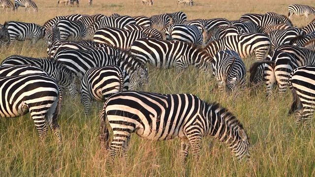 Zebras graze up close in the Maasai Mara Reserve in Kenya during the Great Migration.