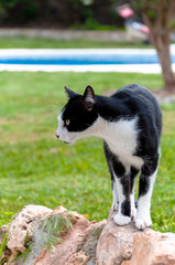 Black and white cat stands on a stone and looks away on a blurred background of a garden with a pool