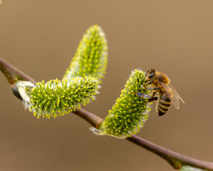 bee pollinating on pussy willow catkins