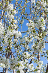 Beautifully blooming cherry trees, background with blooming flowers on a spring day.
