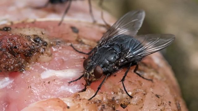 
The housefly is a fly of the suborder Cyclorrhapha. It is believed to have evolved in the Cenozoic Era, possibly in the Middle East, and has spread all over the world as a commensal of humans. 