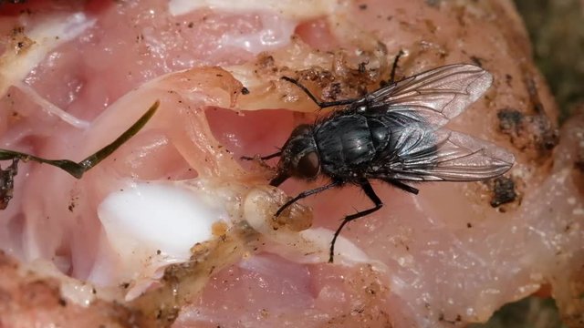 
The housefly is a fly of the suborder Cyclorrhapha. It is believed to have evolved in the Cenozoic Era, possibly in the Middle East, and has spread all over the world as a commensal of humans. 