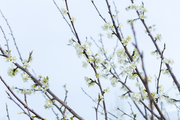 Beautifully blooming cherry trees, background with blooming flowers on a spring day.