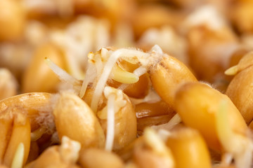 wheat sprouted grains are on the table, texture