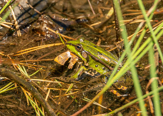 common european green water frog (Pelophylax esculentus) in the water eating a butterfly