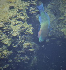 Filming underwater fish pictures in Sultanate of Oman