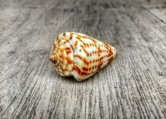 sea shell on wooden background