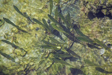 Filming underwater fish pictures in Sultanate of Oman