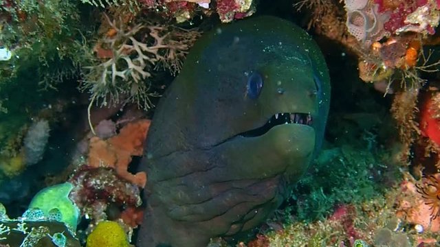 A moray eel is looking out of it's little cave