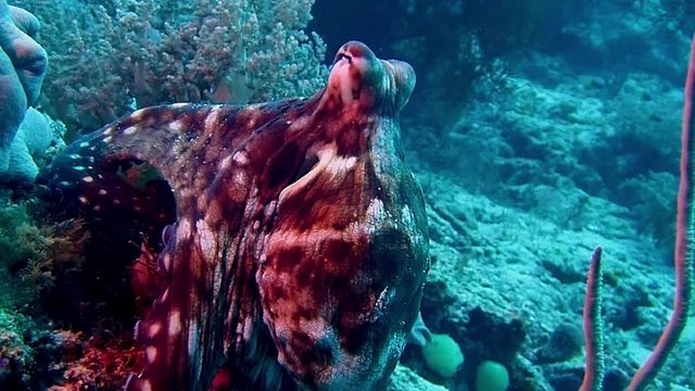 a common octopus is shifting colors and camouflaging itself as it moves over the coral reef