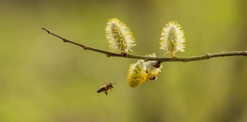 honey bee hovering by catkins of pussy willow © Petr