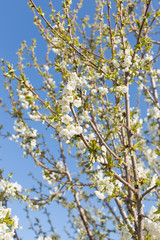 Beautifully blooming cherry trees, background with blooming flowers on a spring day.