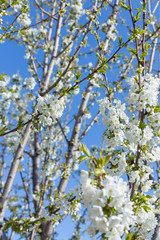 Beautifully blooming cherry trees, background with blooming flowers on a spring day.