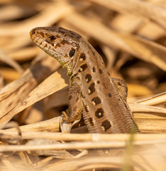 portrait of small common brown lizard peaking from dry grass