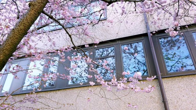 Tree with pink flowers blossoming during spring season, just beside a housing apartment building. View from below.