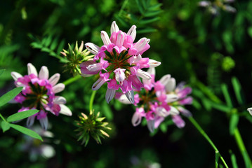 Securigera varia (Coronilla varia),  purple crown vetch blooming flowers and leaves close up detail on soft blurry grass background, top view