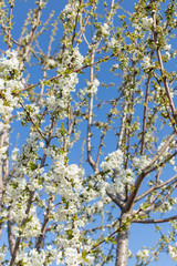 Beautifully blooming cherry trees, background with blooming flowers on a spring day.