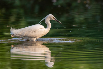 Image of little egret (Egretta garzetta) looking for food in the swamp on nature background. Bird. Animals.