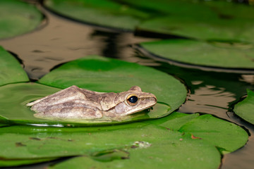 Image of Common tree frog, four-lined tree frog, golden tree frog, (Polypedates leucomystax) on the lotus leaf. Animal. Amphibians.