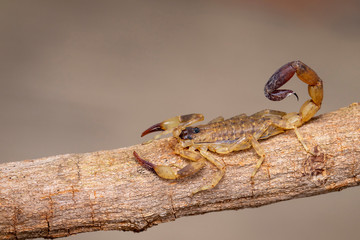 Image of brown scorpion on brown dry tree branch. Insect. Animal.