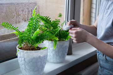 The girl wipes the dust from the fern leaves at white flower pots on the windowsill