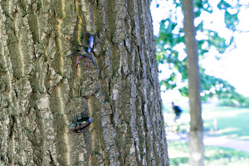 A male stag beetle crawls towards a female along a tree trunk