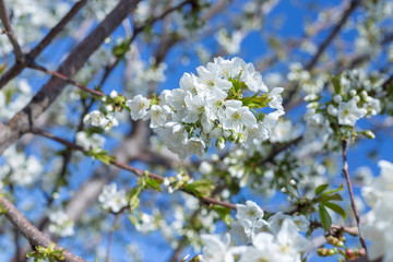 Beautifully blooming cherry trees, background with blooming flowers on a spring day.