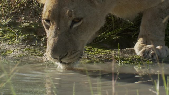 African Lion with a fly on his nose drinks from muddy watering hole