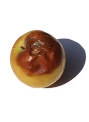 Rotten Apple Isolated on White Background in Vertical Orientation