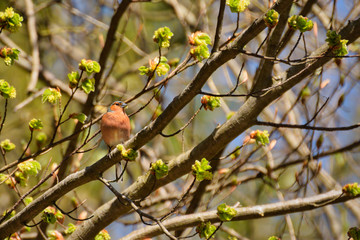 bird, natur, robin, baum, wild lebende tiere, ast, tier, frühling, 