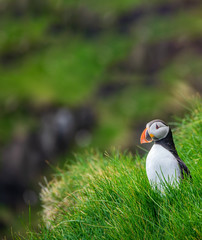 Puffin standing over the cliffs with blurred background