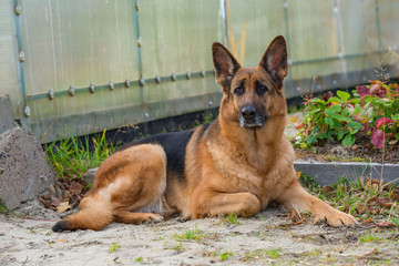  a large black-red German shepherd, with a confident look, lying on the sand, near a flower bed,...