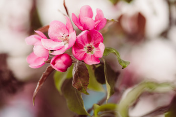 Pinke Apfelblüten mit grünen Blättern