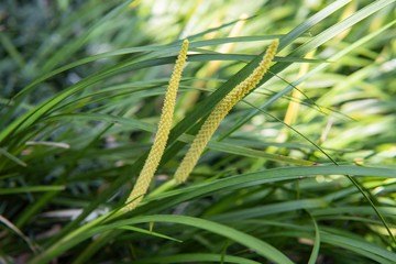 春の光とセキショウの花／Acorus gramineus