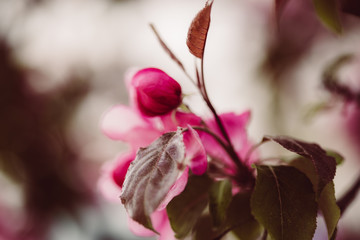 Pinke Apfelblüten mit grünen Blättern