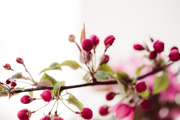 Pinke Apfelblüten mit grünen Blättern